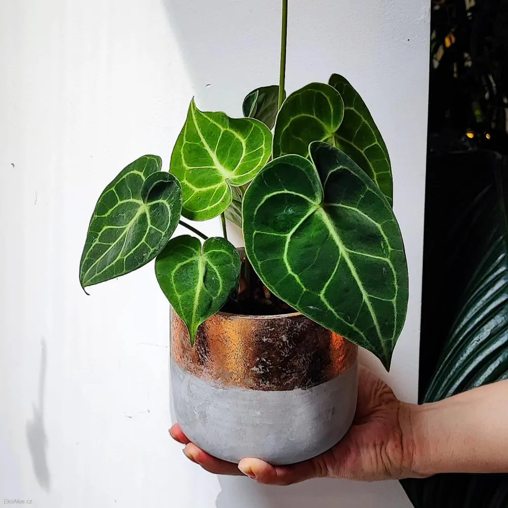 Anthurium clarinervum