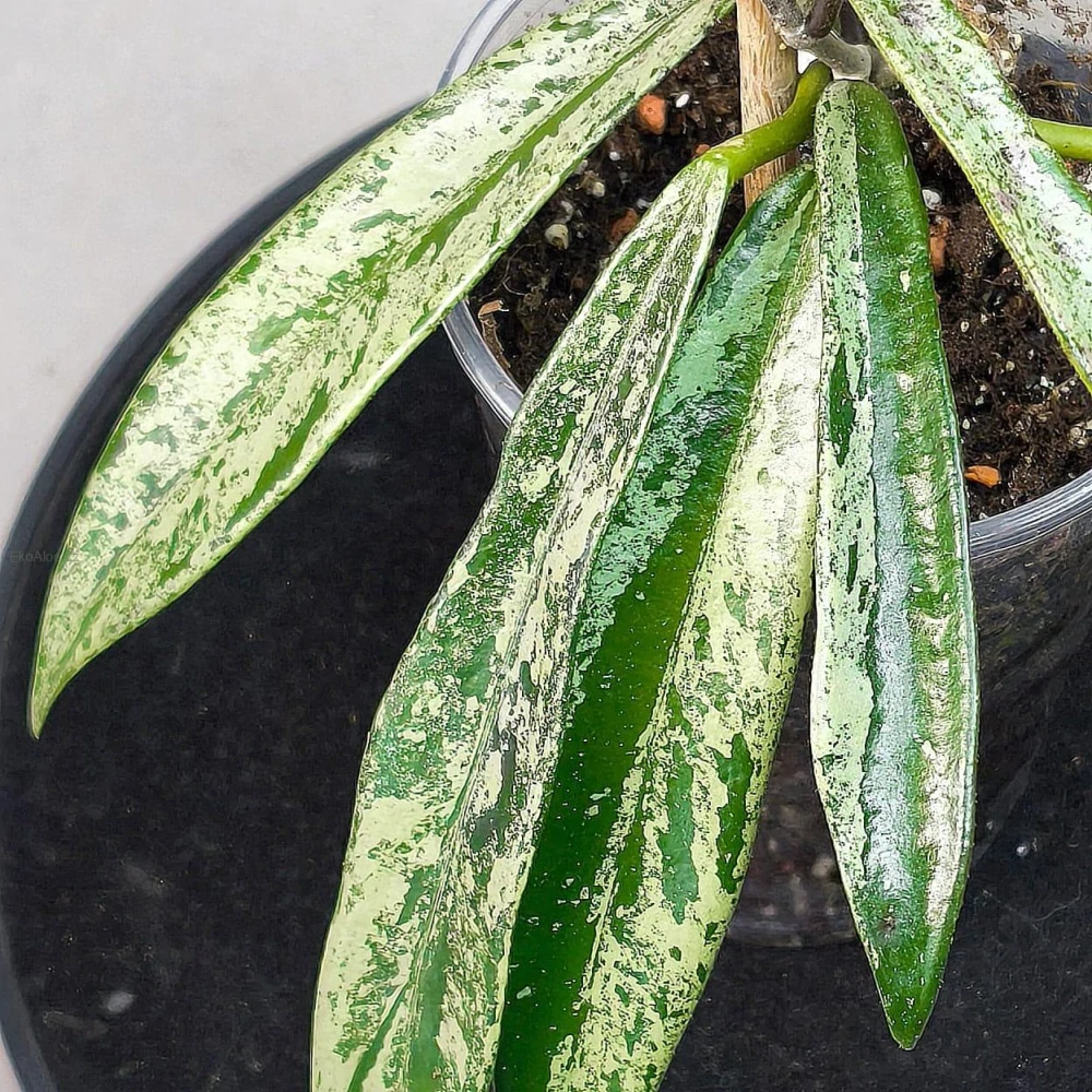 Hoya cv. Minibelle silver splash