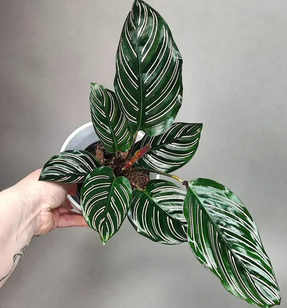Calathea sanderiana