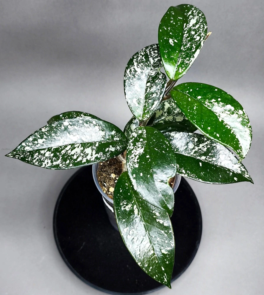 Hoya Carnosa Silver Dust