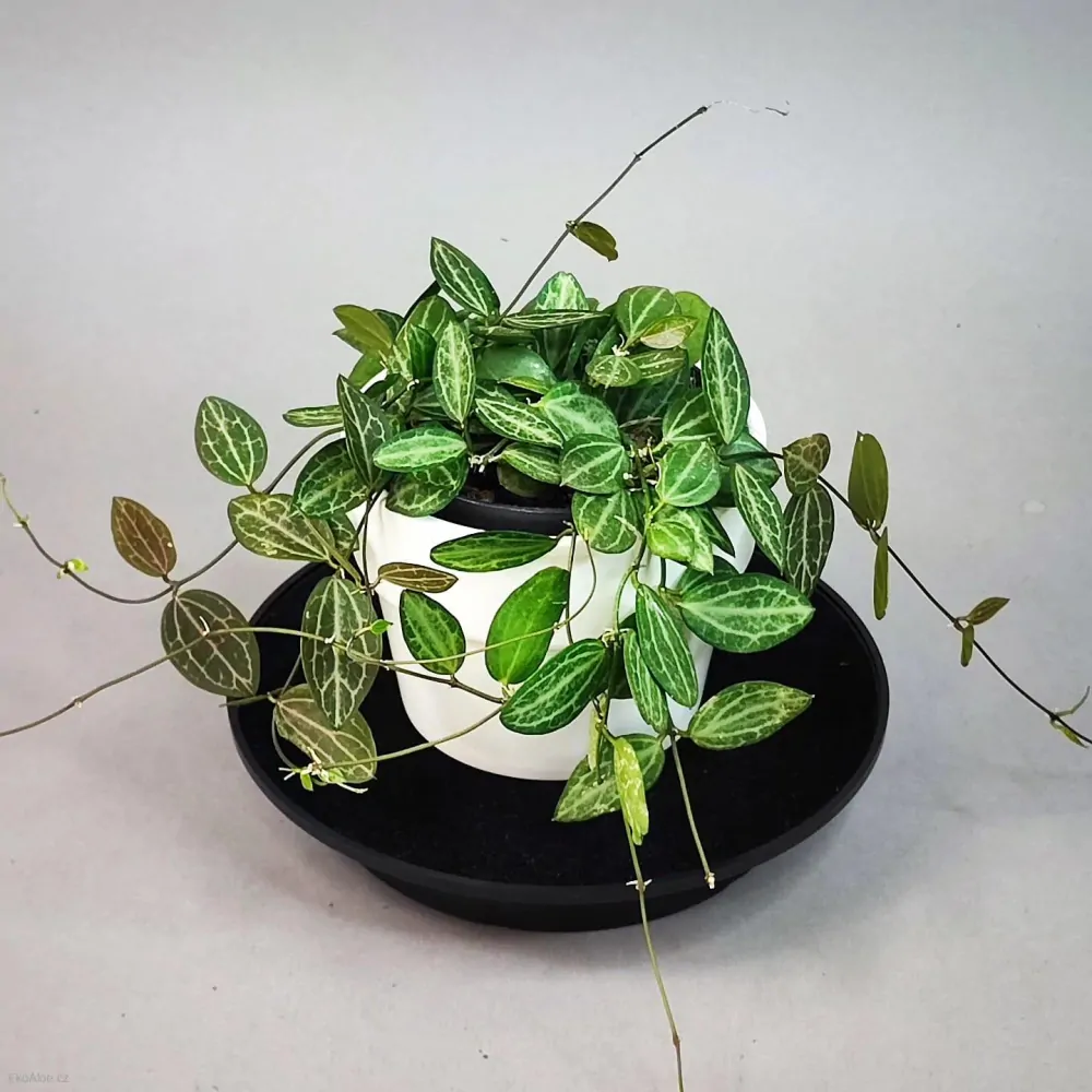 Dischidia ovata Watermelon