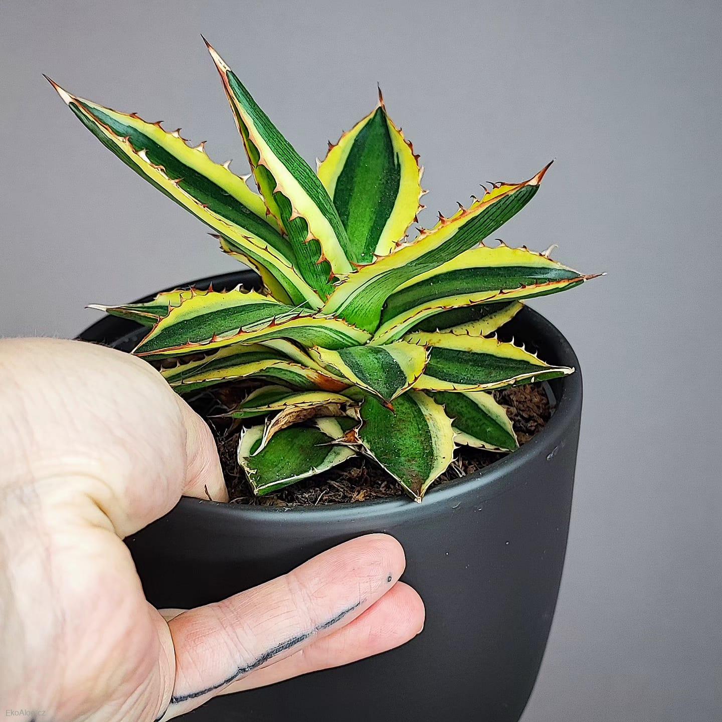 Agave univittata Qadricolor