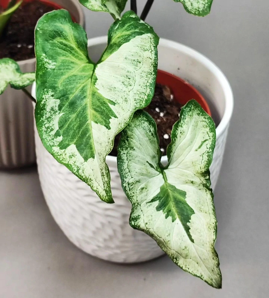Syngonium Three Kings