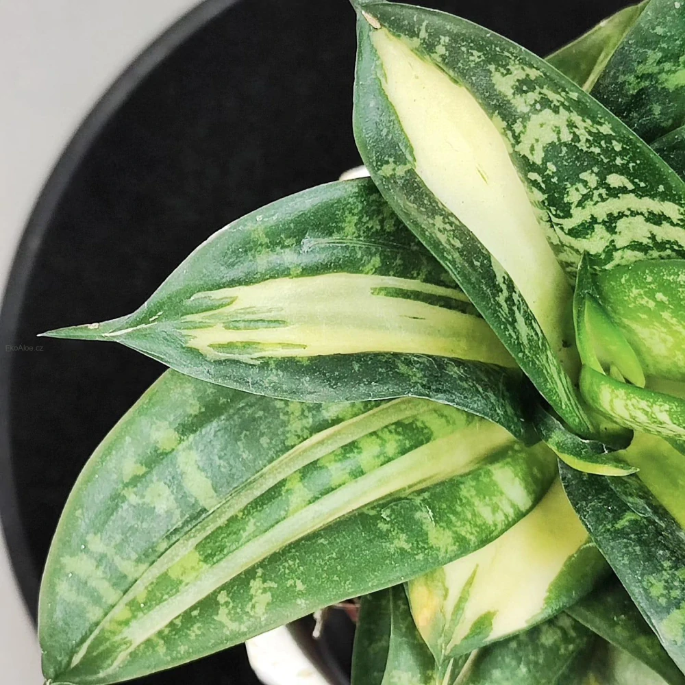 Sansevieria Hahnii Spiral Star