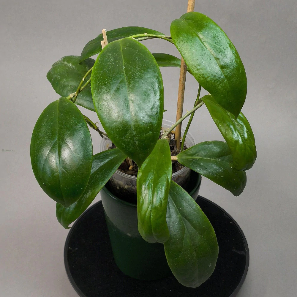 Hoya Macgregorii