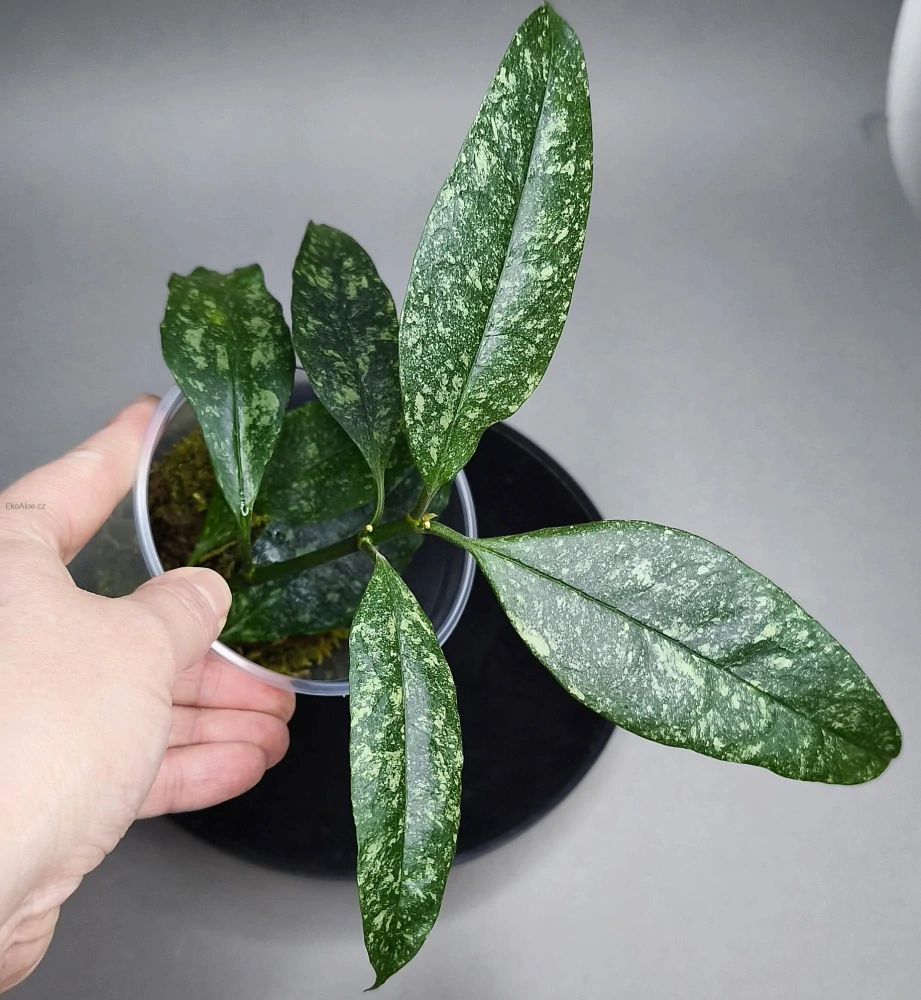 Hoya Multiflora Splash 