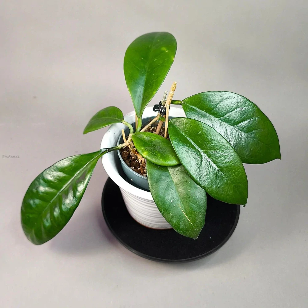 Hoya Amoena