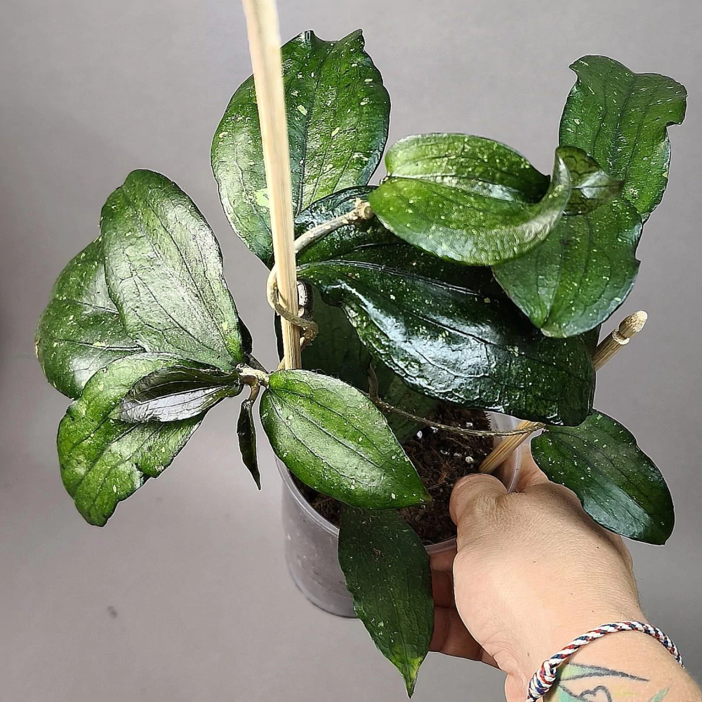 Hoya Erythrina