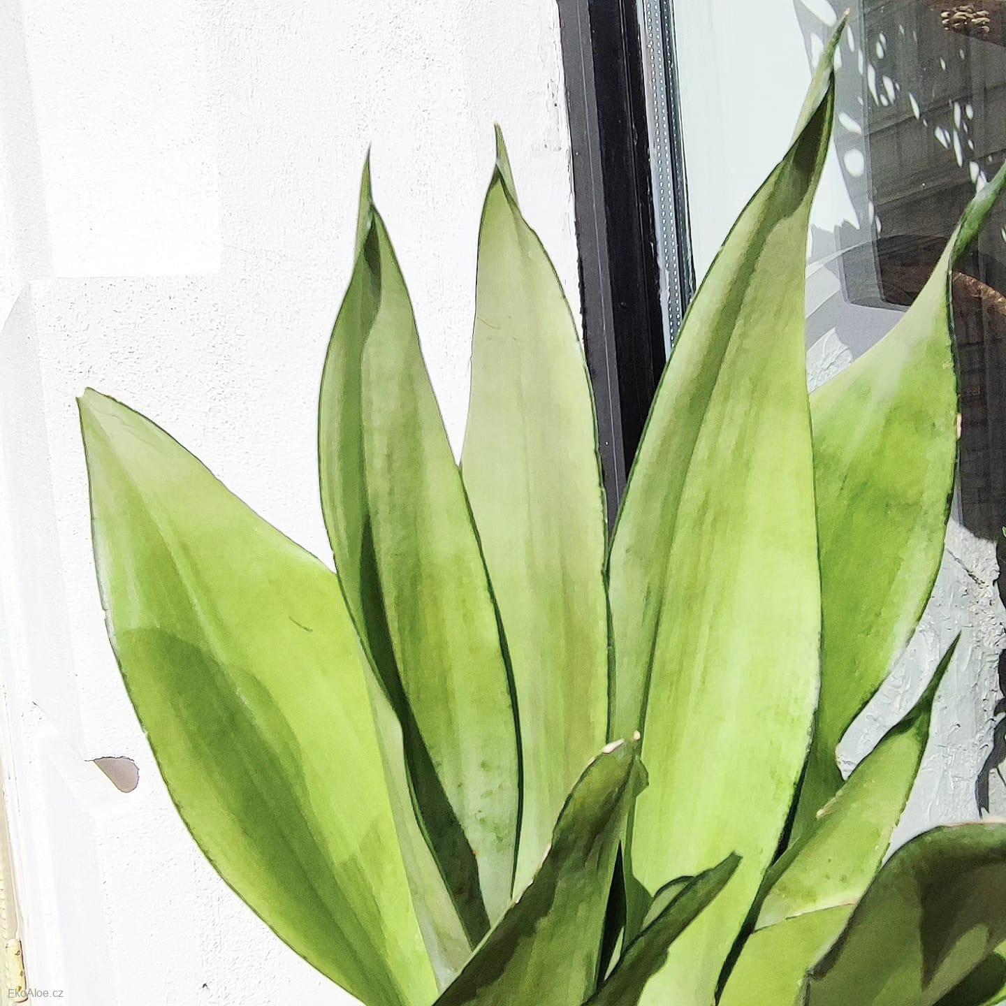 Sansevieria  Moonshine