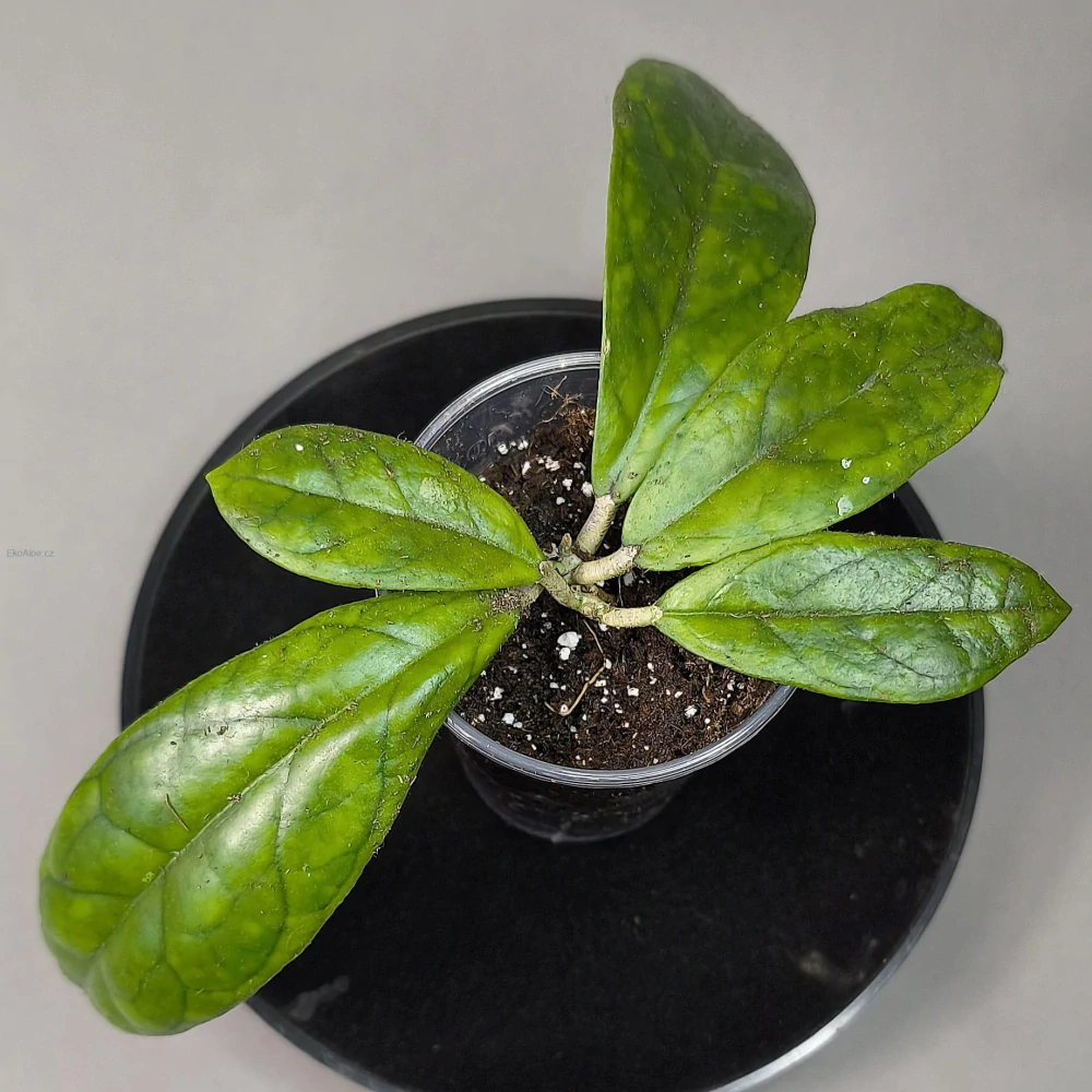 Hoya finlaysonii Laila