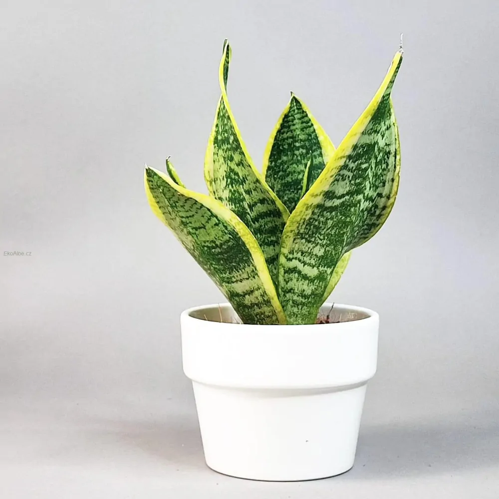 Sansevieria Futura Superba