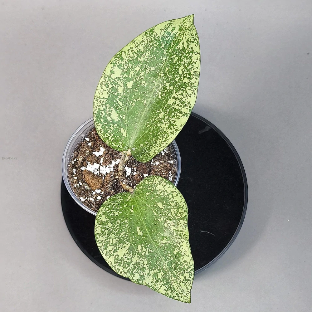 Hoya Glabra giant Splash