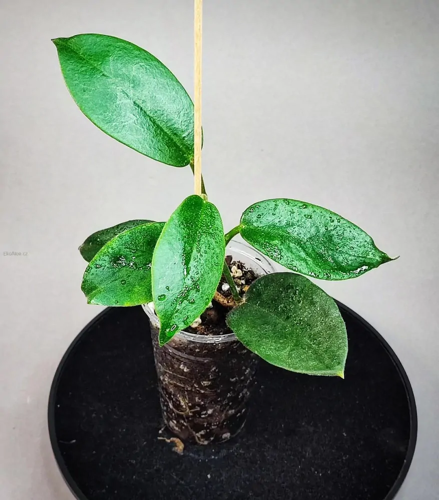 Hoya albiflora