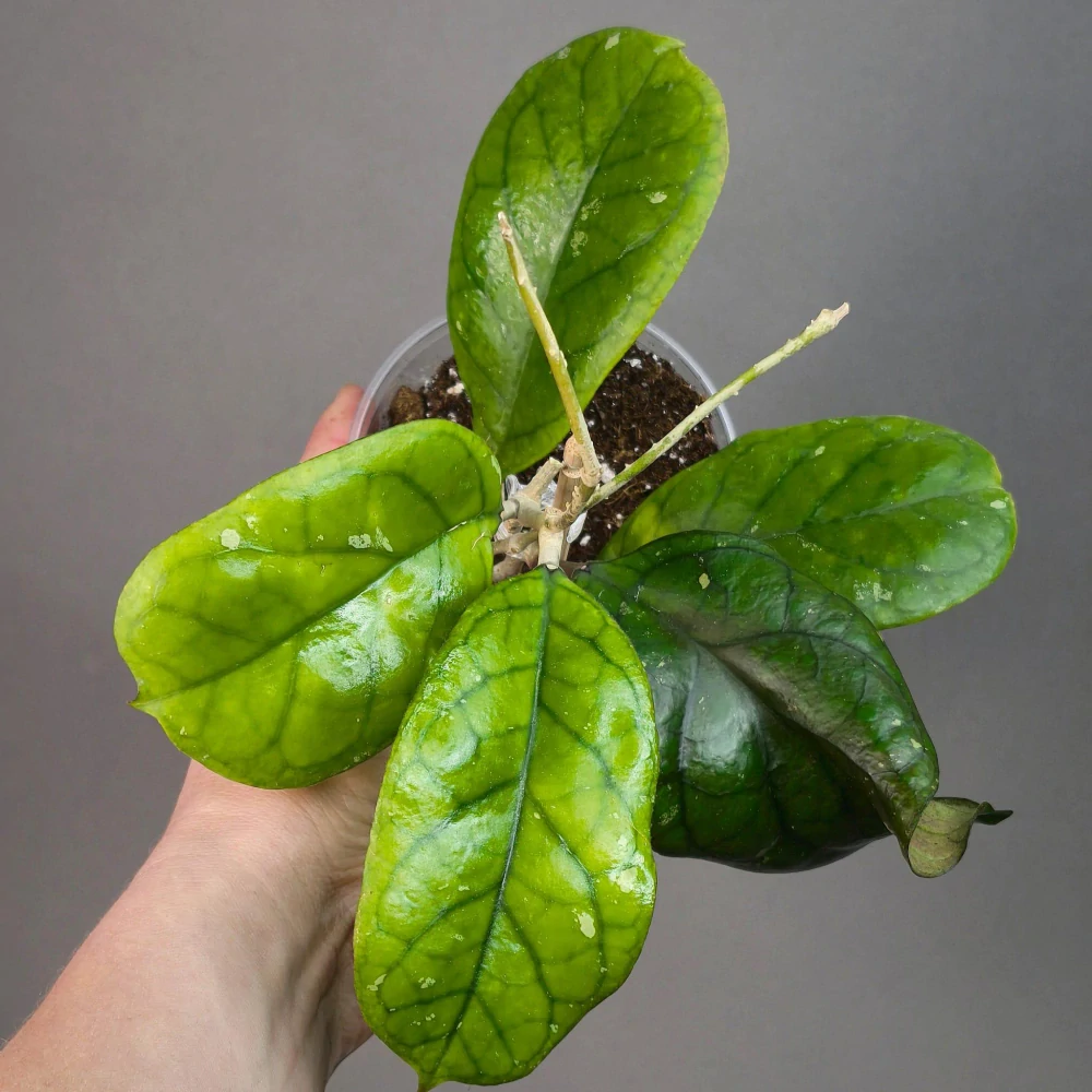 Hoya cv. Viola