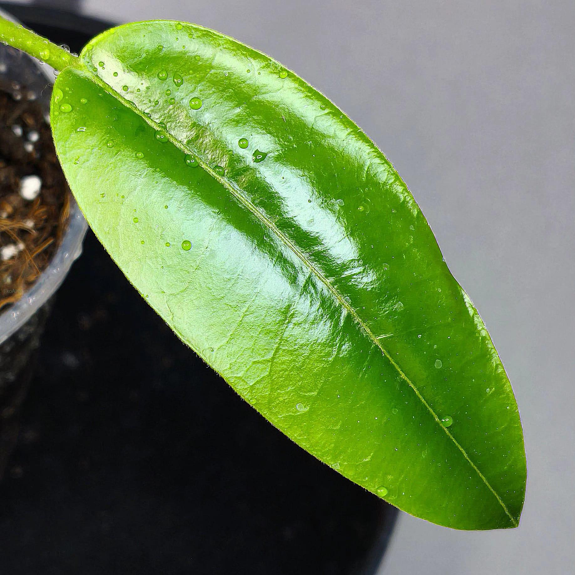 Hoya imperialis pink