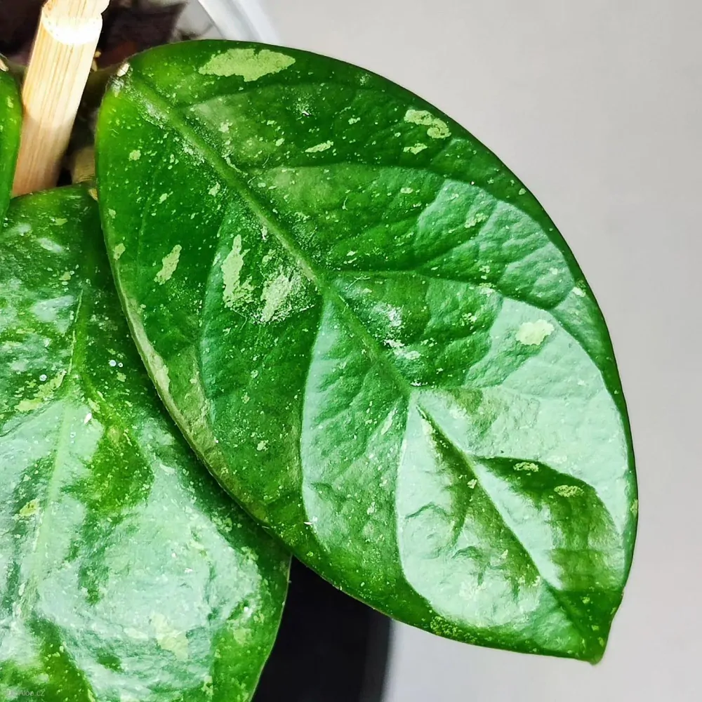 Hoya Arnottiana splash