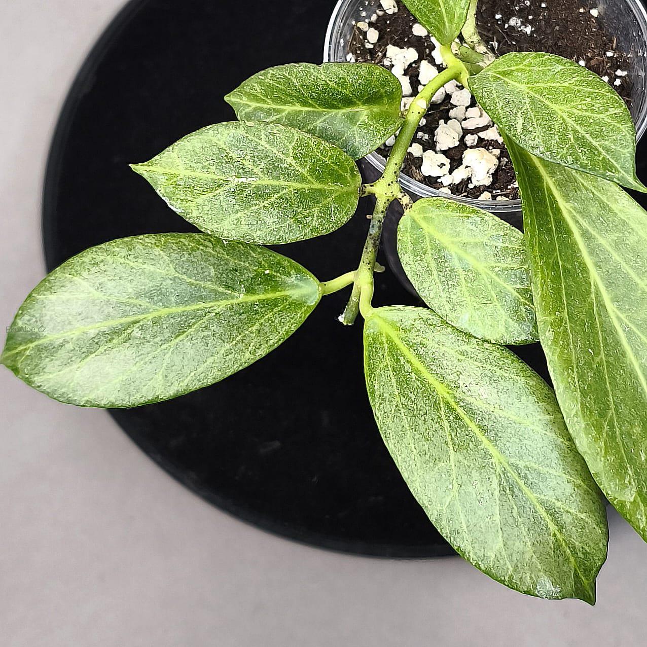 Hoya obscura silver