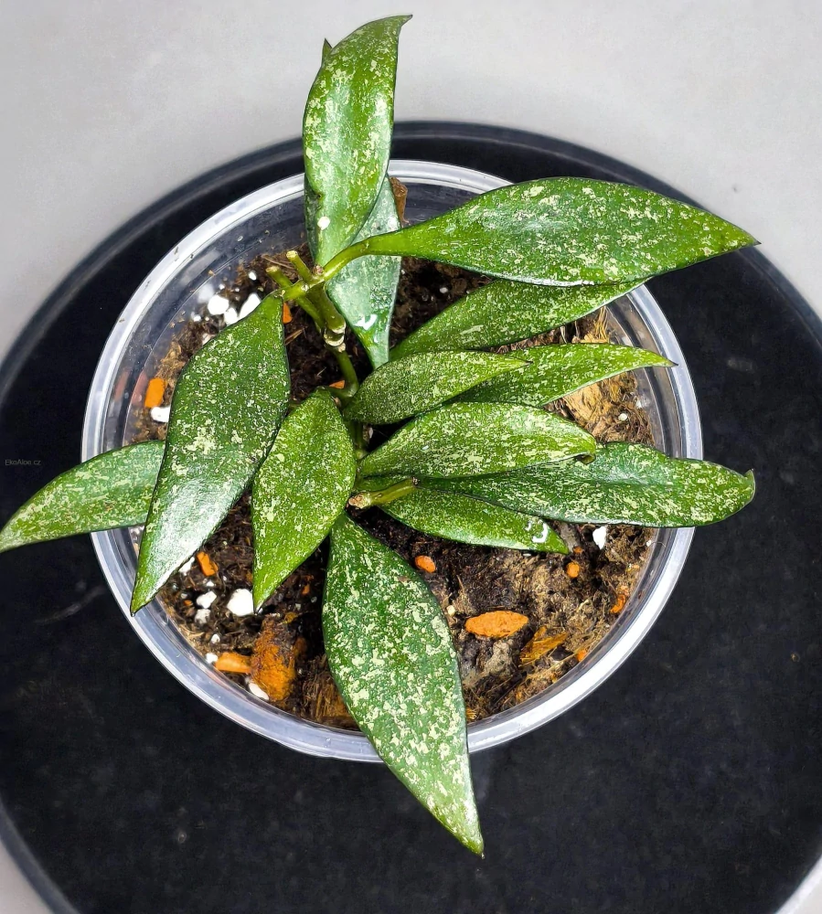 Hoya Parviflora Splash