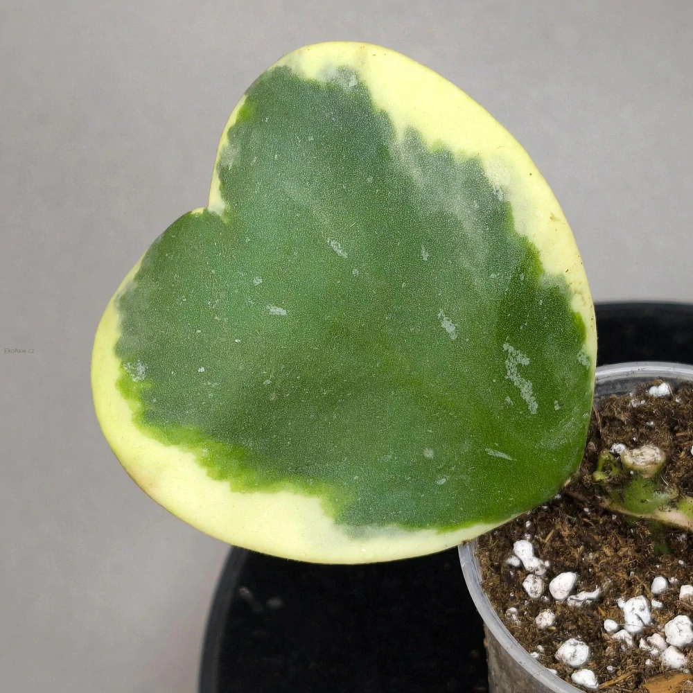 Hoya kerrii Variegata