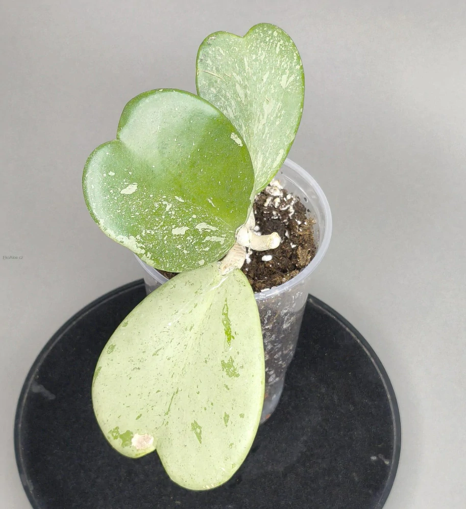 Hoya kerrii Splash