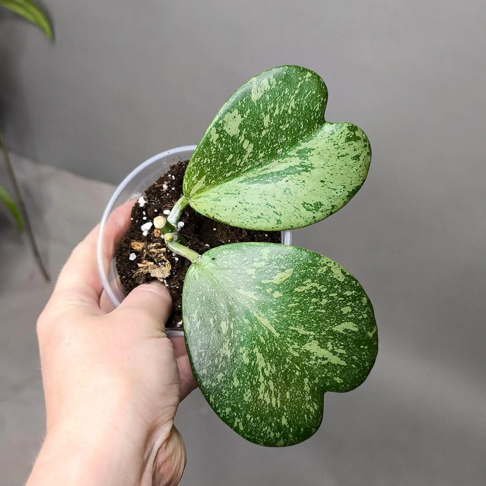 Hoya kerrii Splash