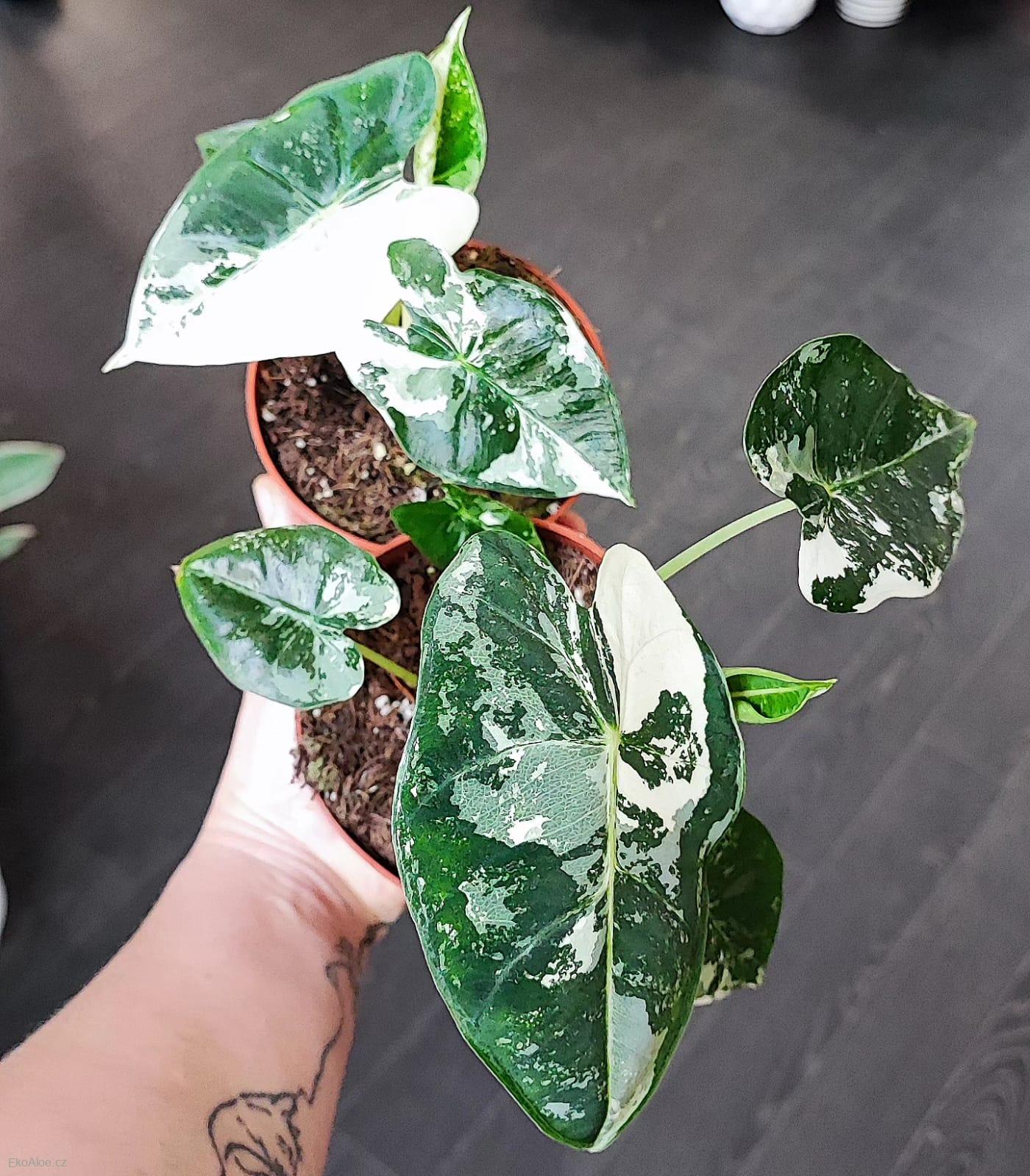 Alocasia Frydek Variegata