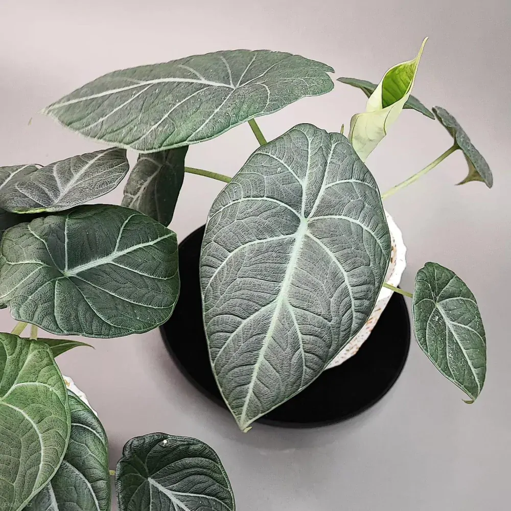 Alocasia Maharani