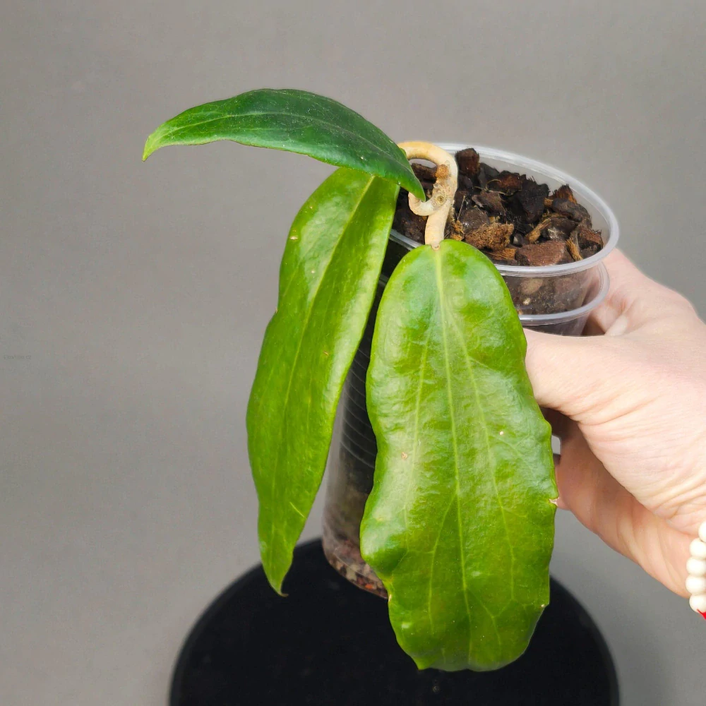 Hoya ilagiorum red