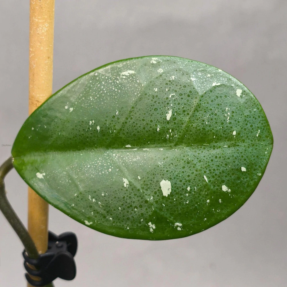 Hoya 'David's Green Cup'