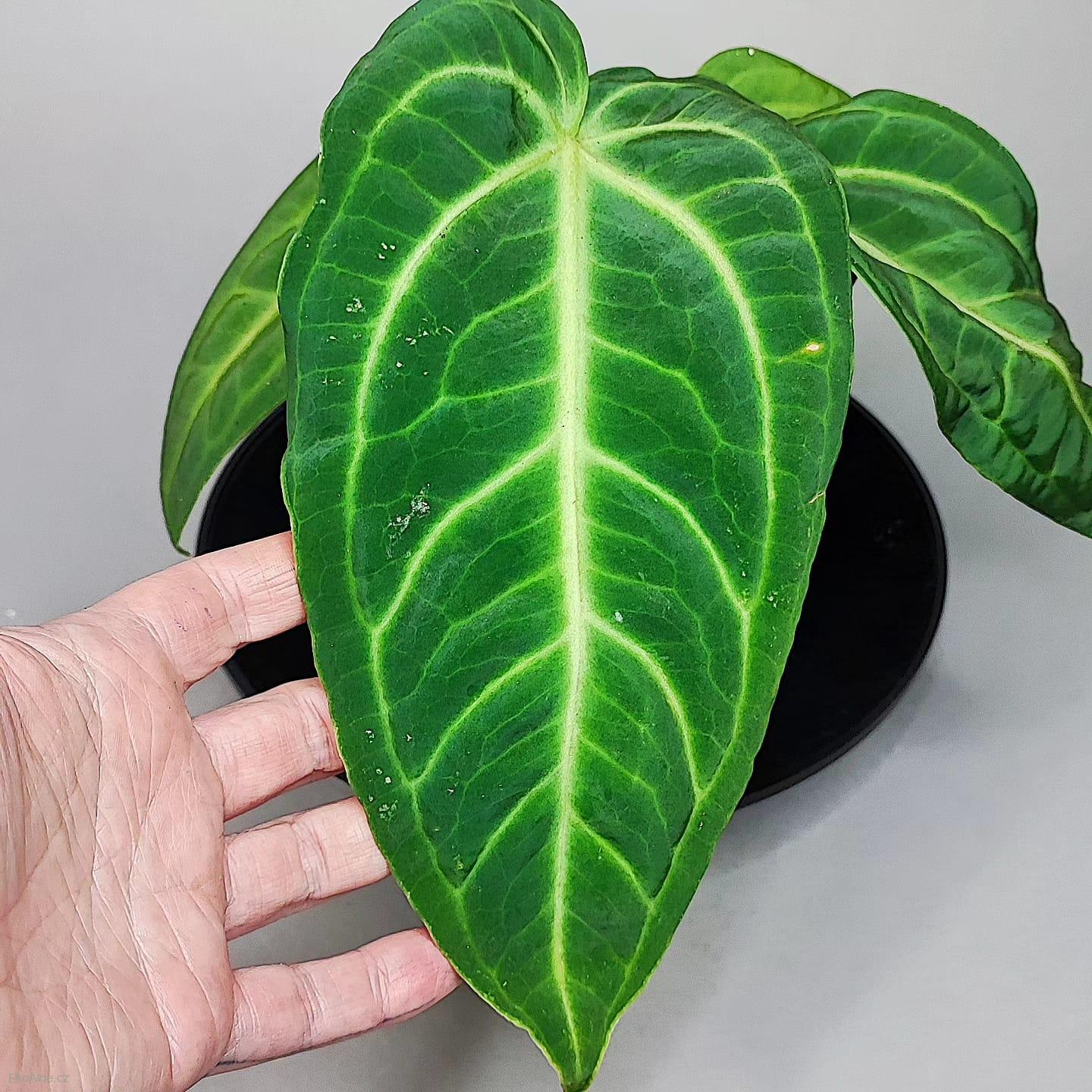 Anthurium villenaorum