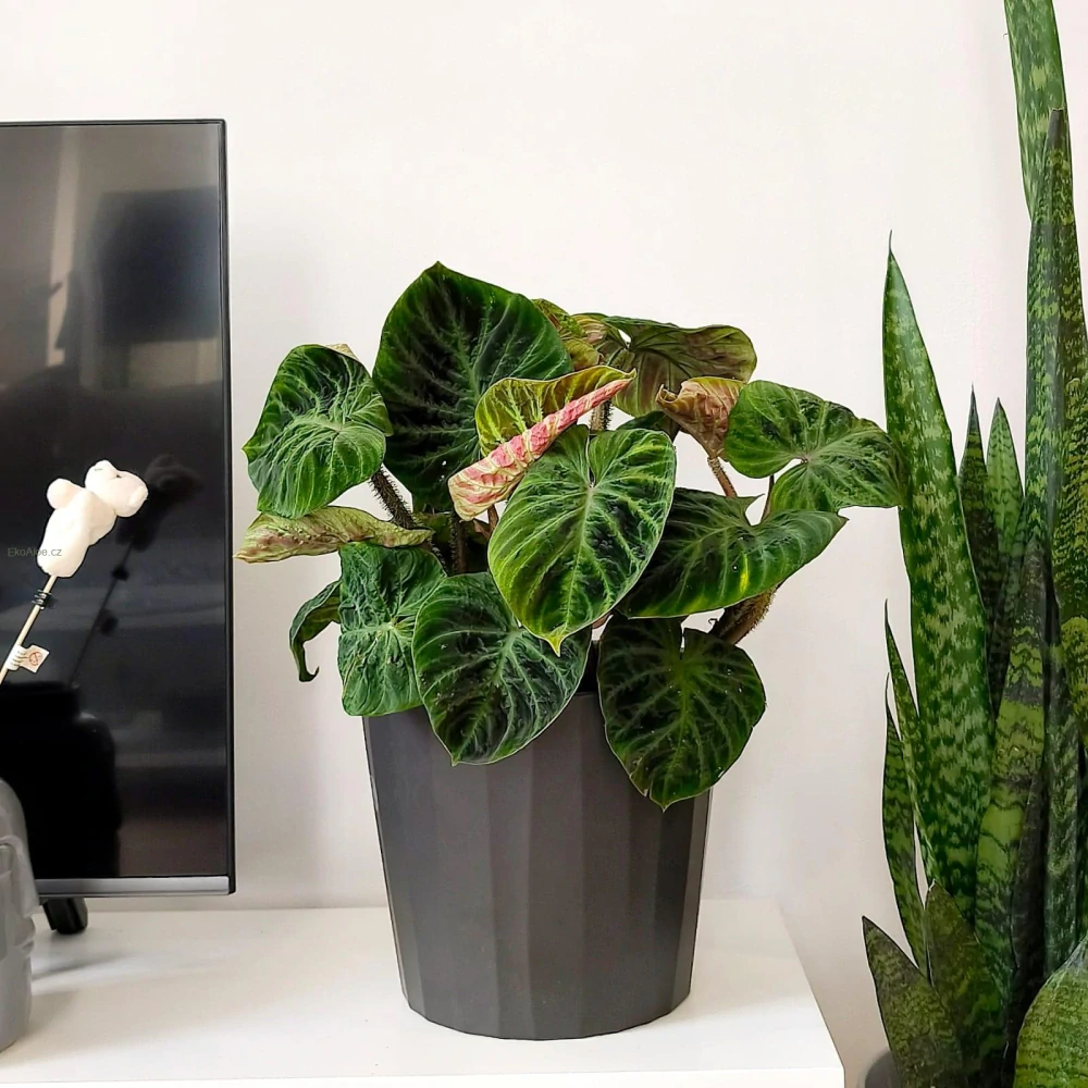 Philodendron Verucossum