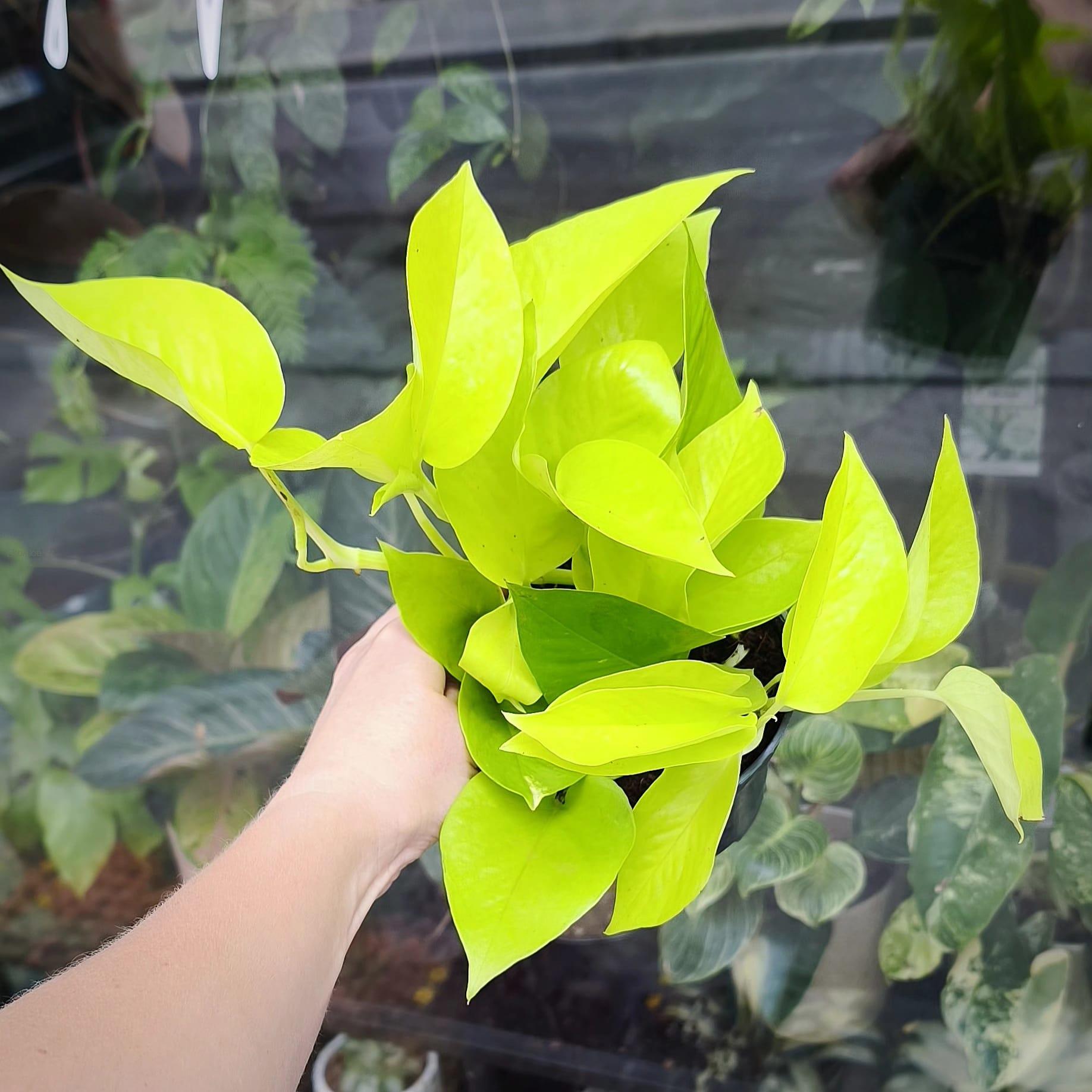Epipremnum aureum Neon