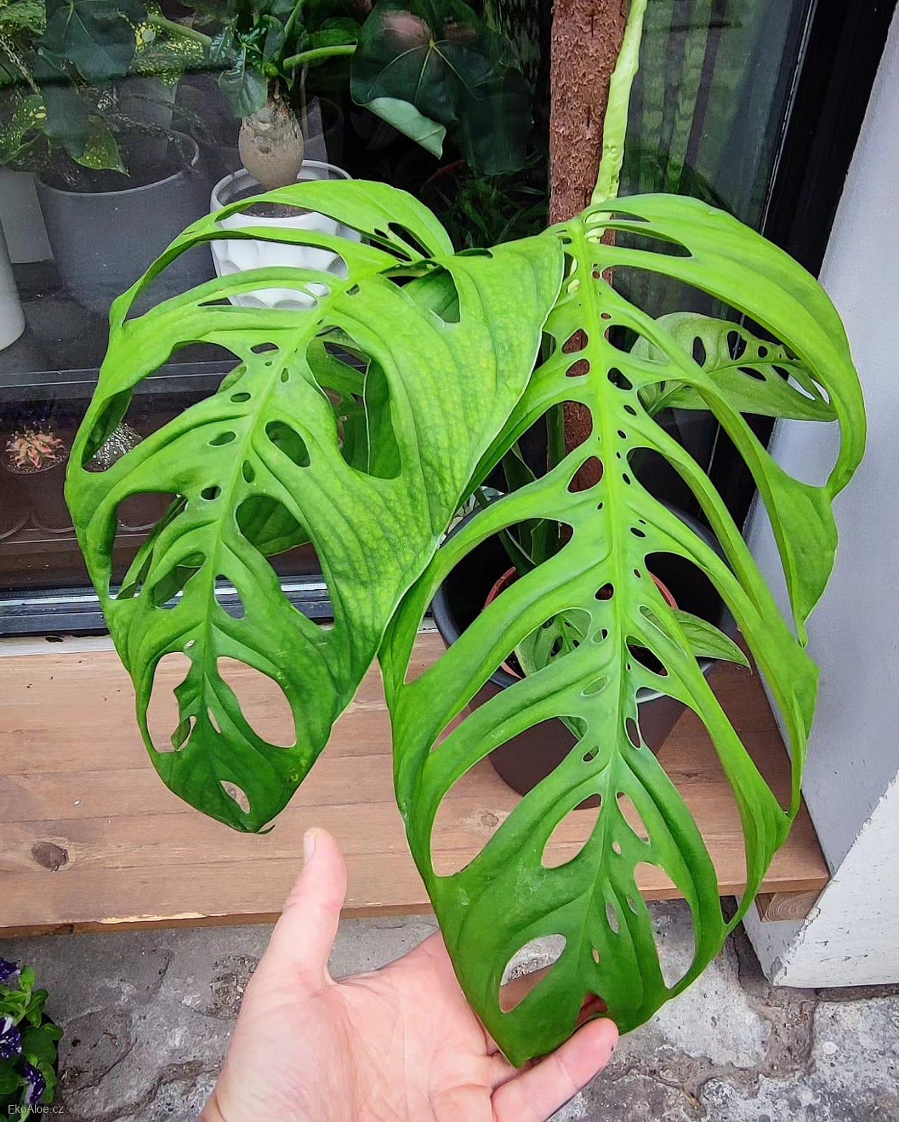 Monstera Esqueletto