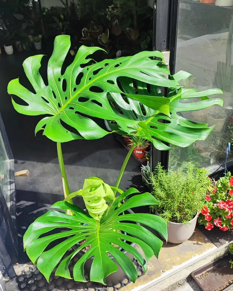 Monstera deliciosa Liebm