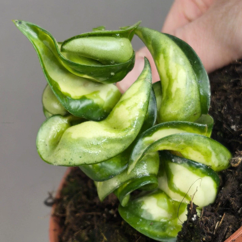 Hoya compacta Mauna Loa