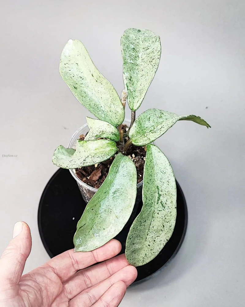 Hoya carnosa 'grey Ghost'