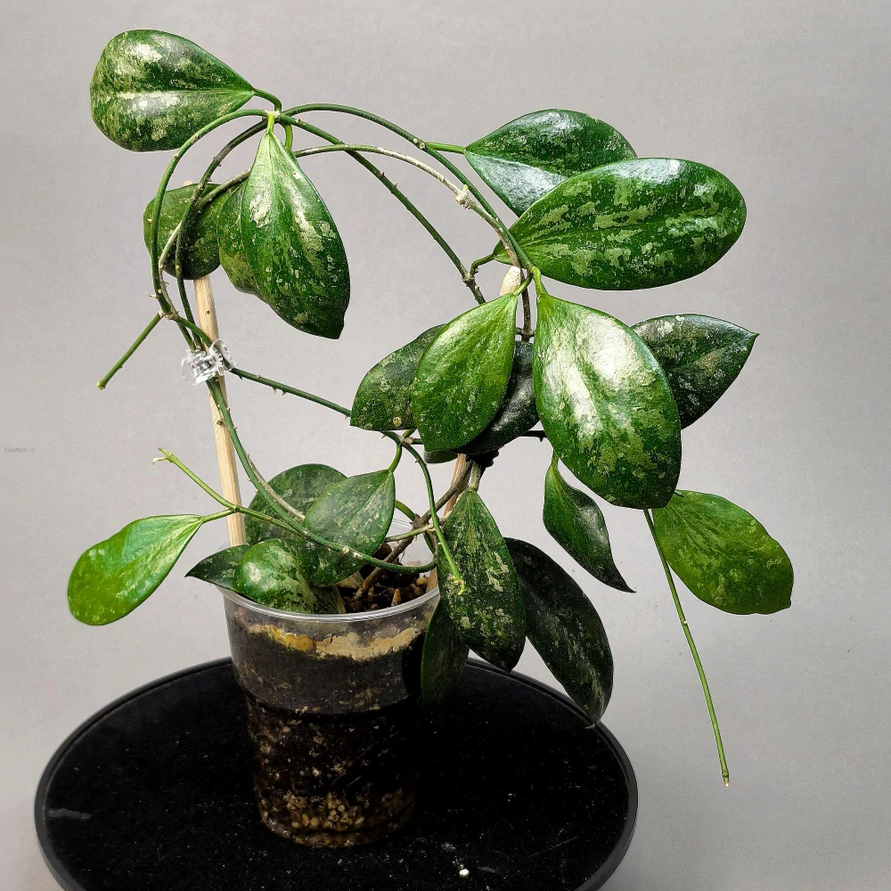 Hoya biakensis aff. indonesia