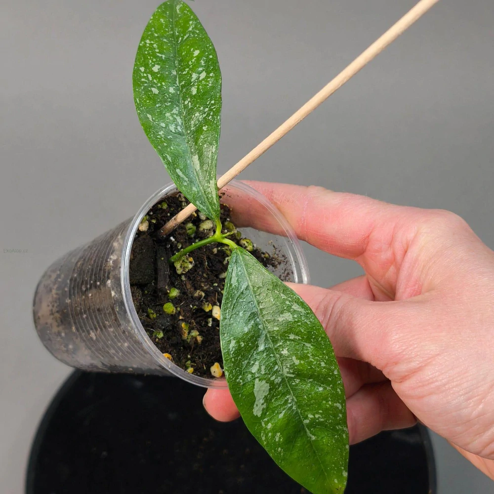 Hoya cystiantha splash