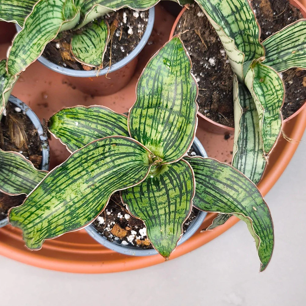 Sansevieria cv. Cleopatra