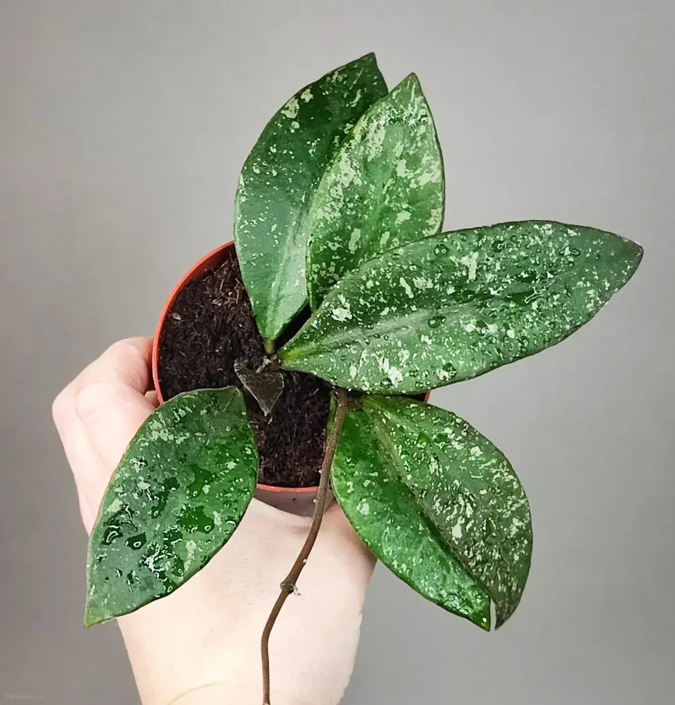 Hoya Rundumensis Splash