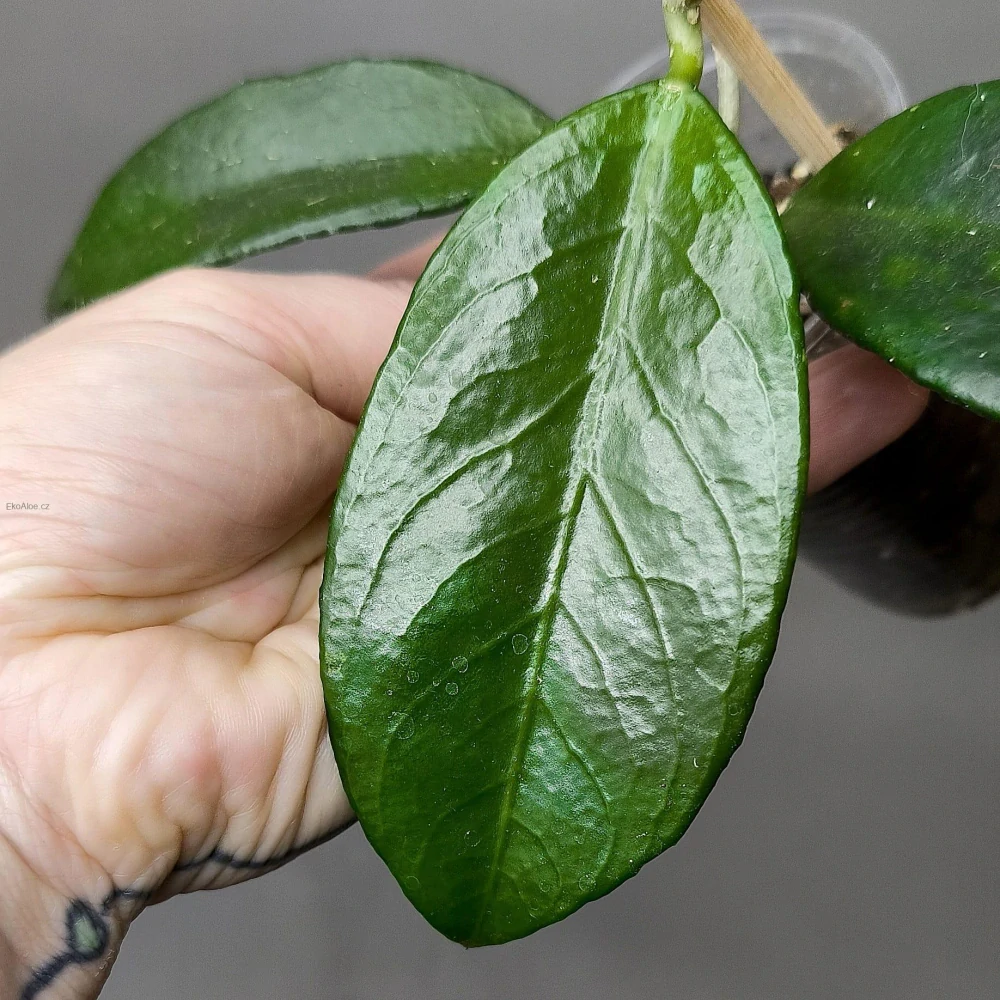 Hoya sp Timor Leste