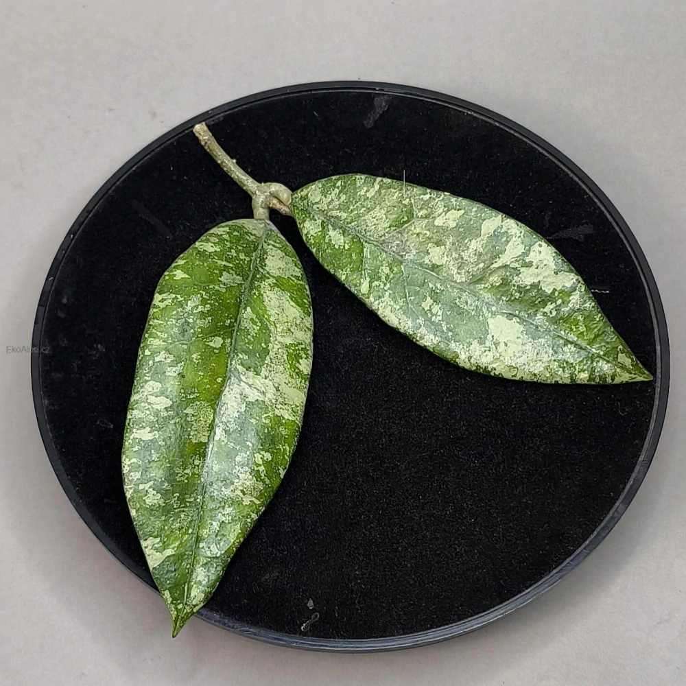 Hoya sp. Ko Chang Is. IML 1508 řízek k zakořenění.