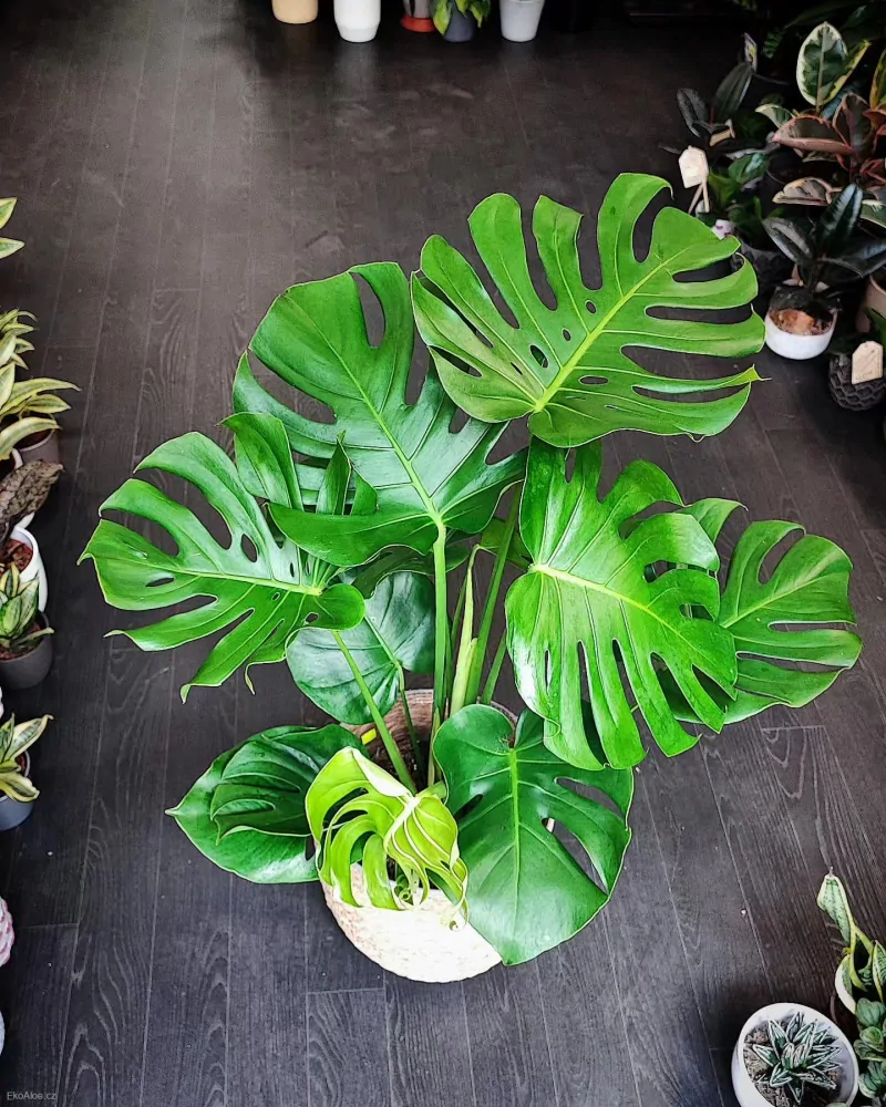Monstera deliciosa large form
