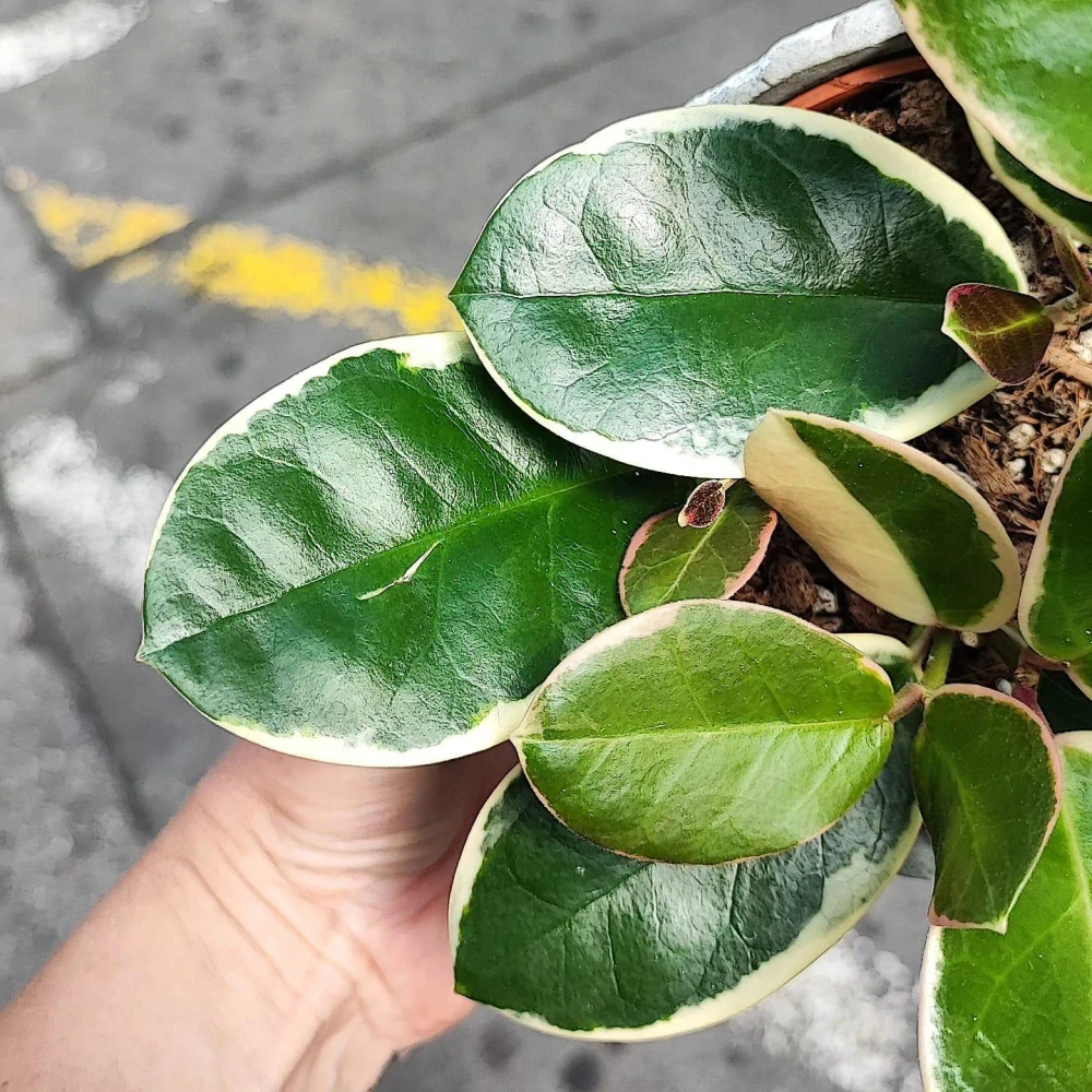 Hoya Australis albomarrginata