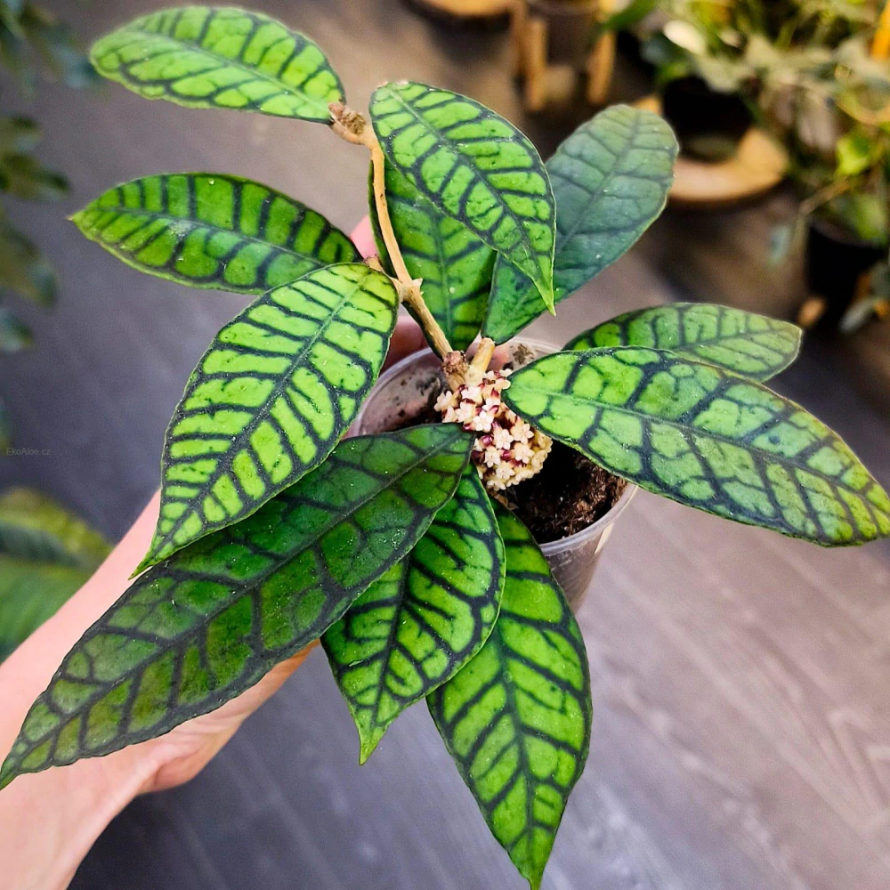 Hoya sp. Kalimantan IML 1168
