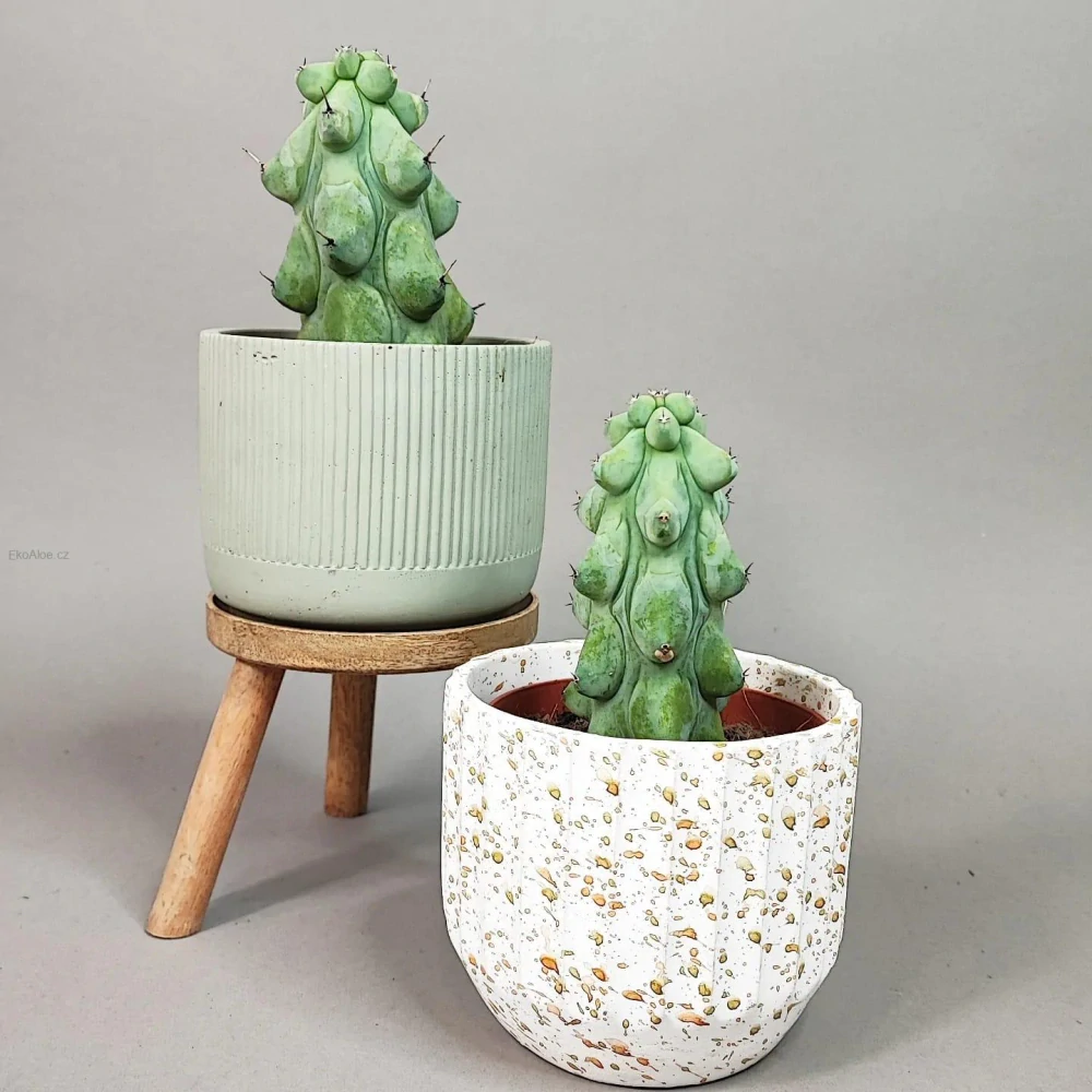 Myrtillocactus Geometrizans 