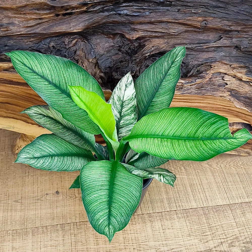 Spathiphyllum Sensation Variegated