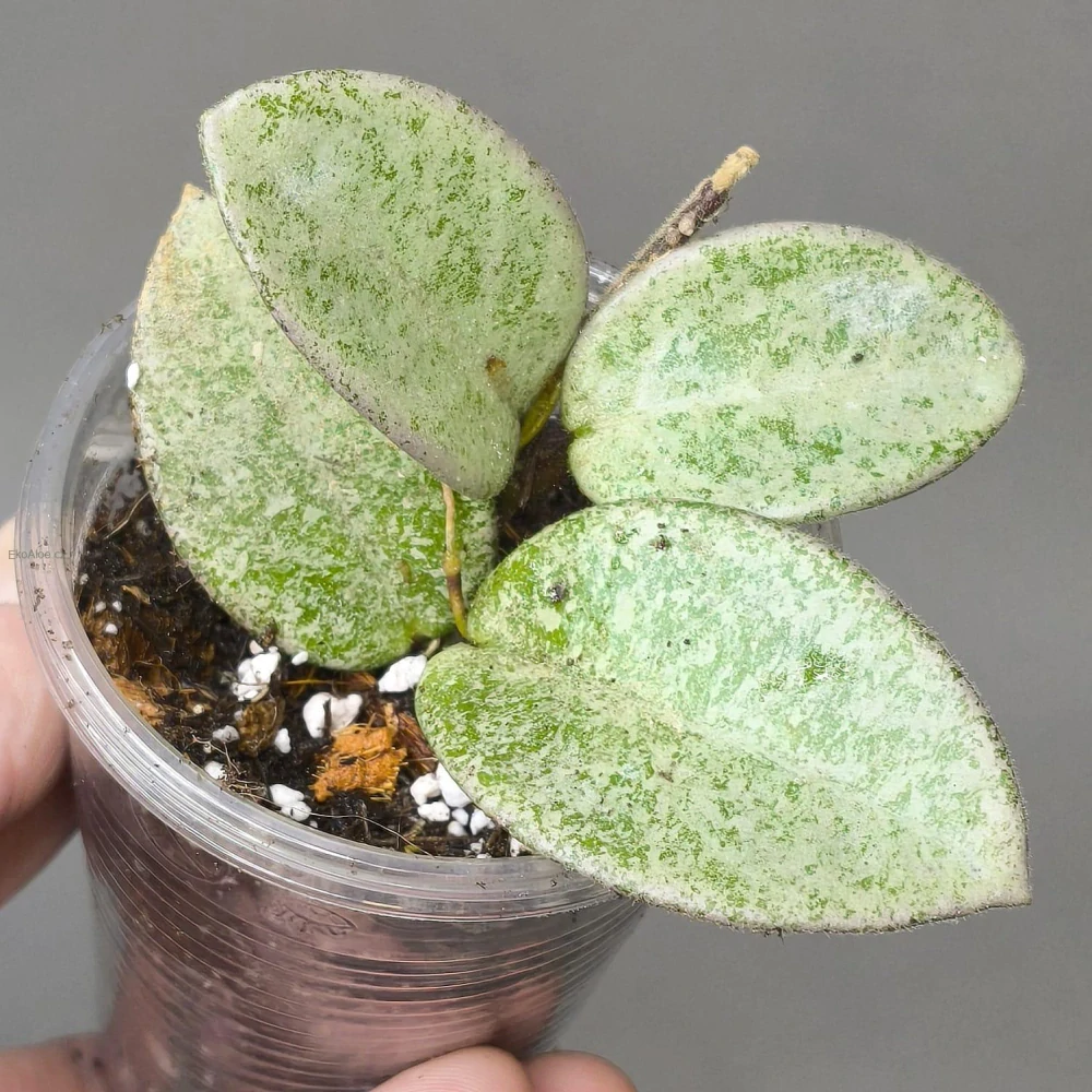 Hoya carnosa Nova Ghost
