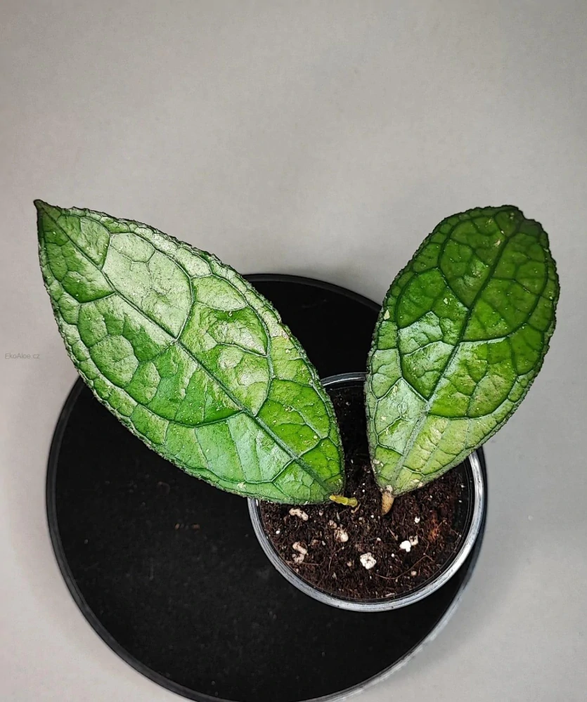 Hoya clemensiorum sumatra