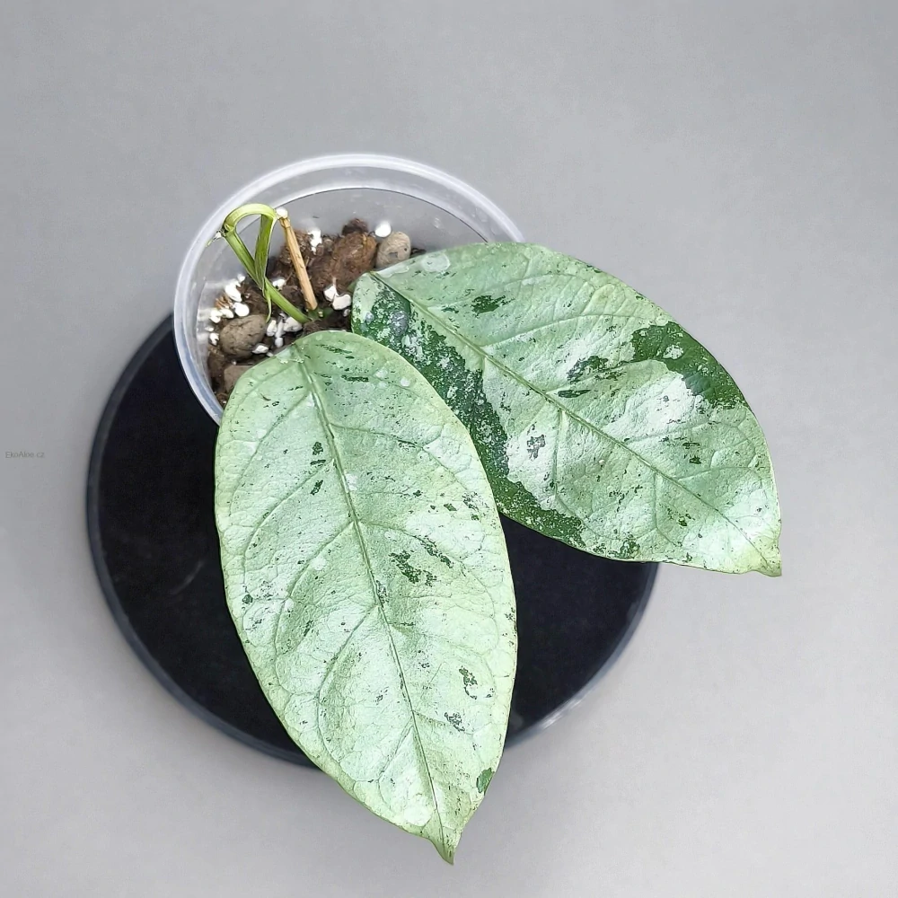 Hoya Coriacea Silver